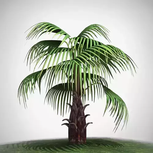 Fan Palm 3D model