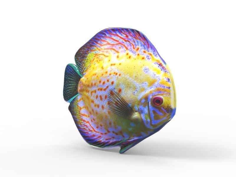 Color Fish 3D print model_1