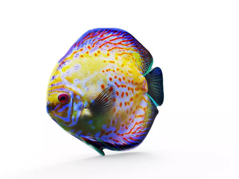 Color Fish 3D print model_0