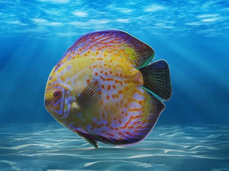 Color Fish 3D print model_2