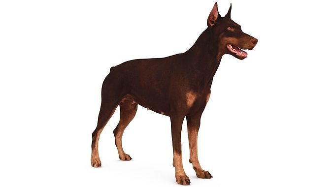 Doberman Low-poly 3D model