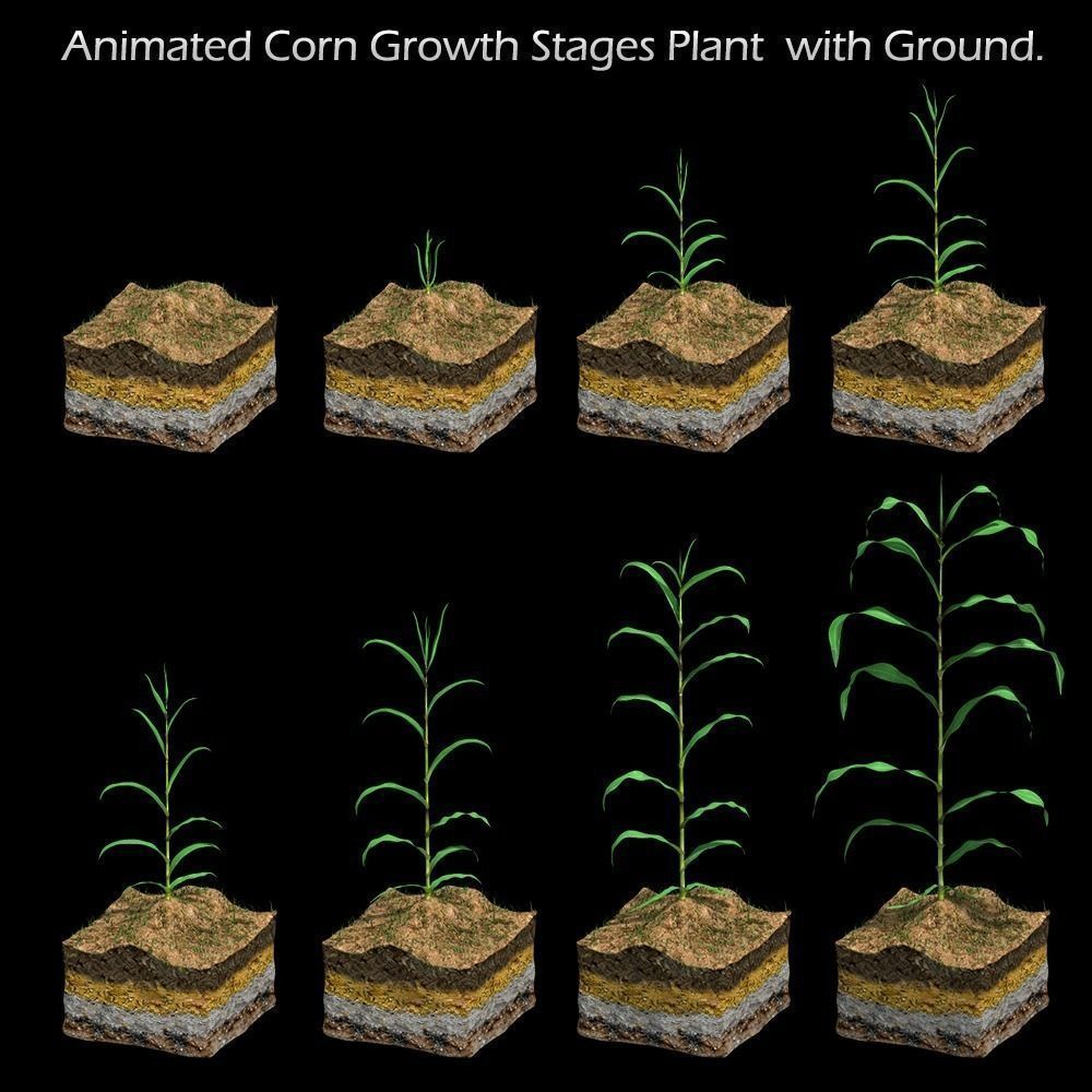 Corn Growth Plant Stages with Ground 3D model animated | CGTrader