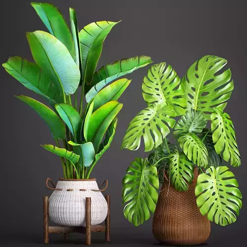 Collection plants 41