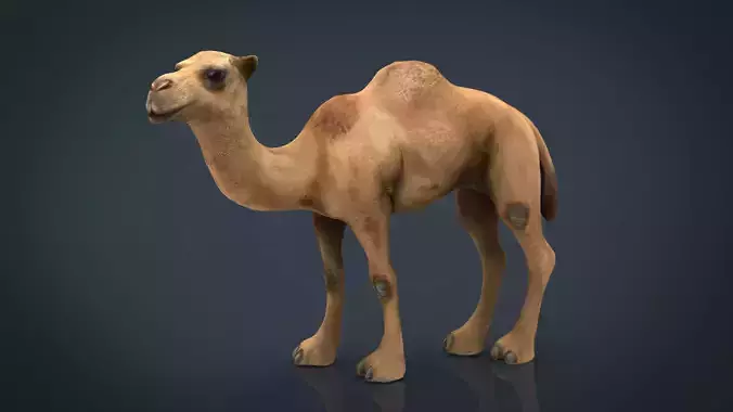 Camel 2