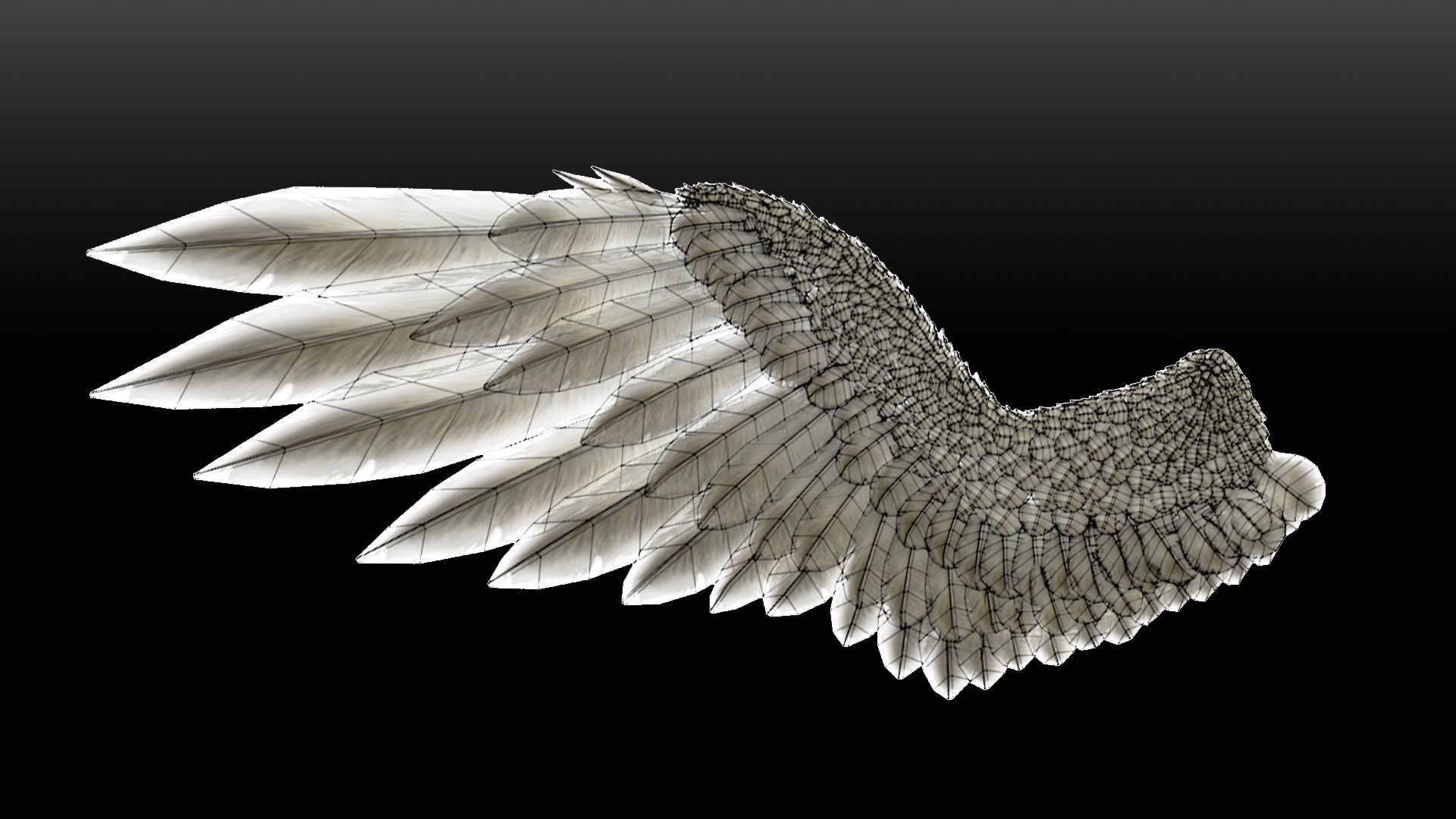 Pair of Bird Wings C4D  Low-poly 3D model_7
