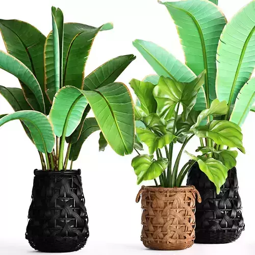 Collection plants 42 3D model