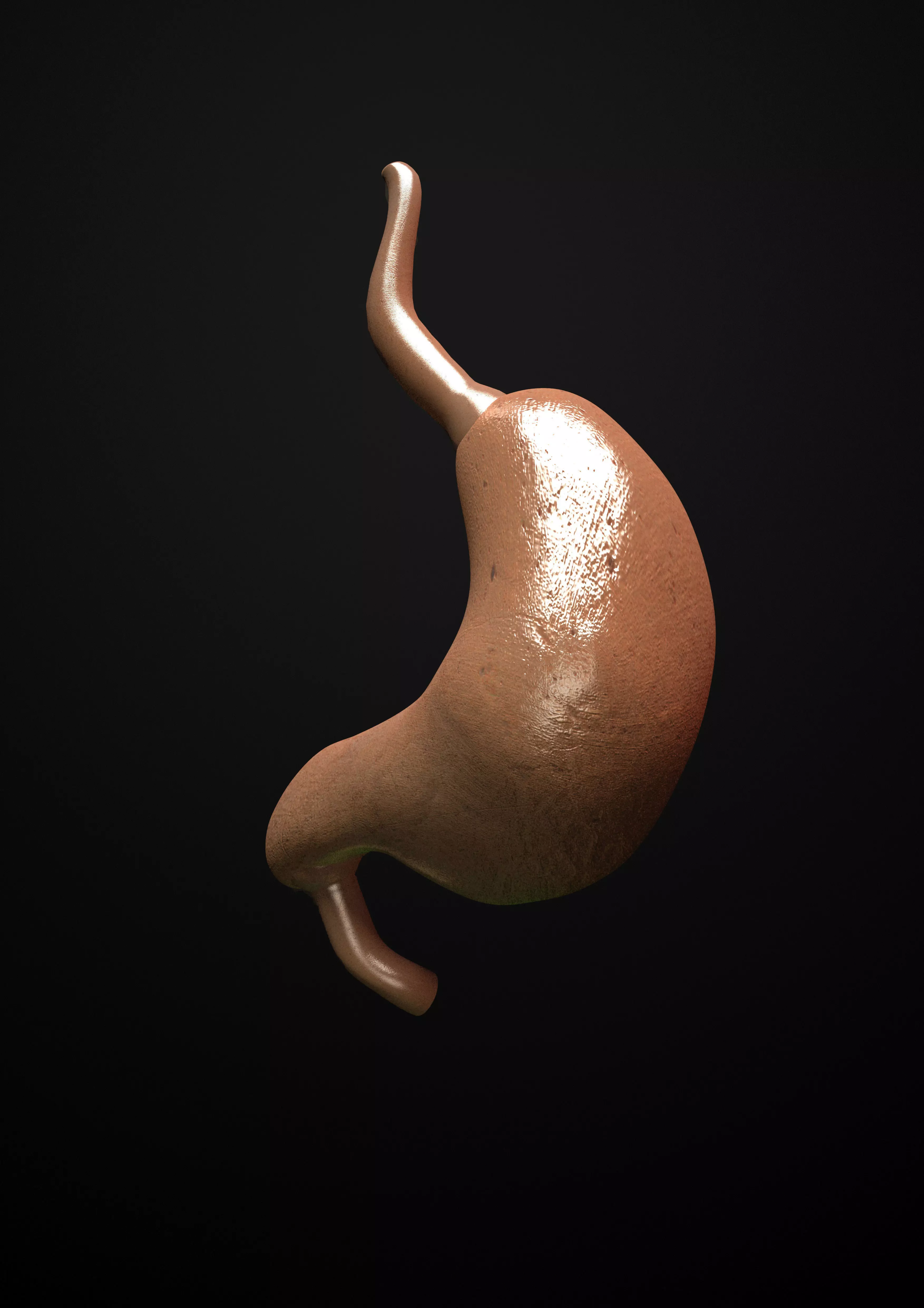 Stomuch stomach Low-poly 3D model_0
