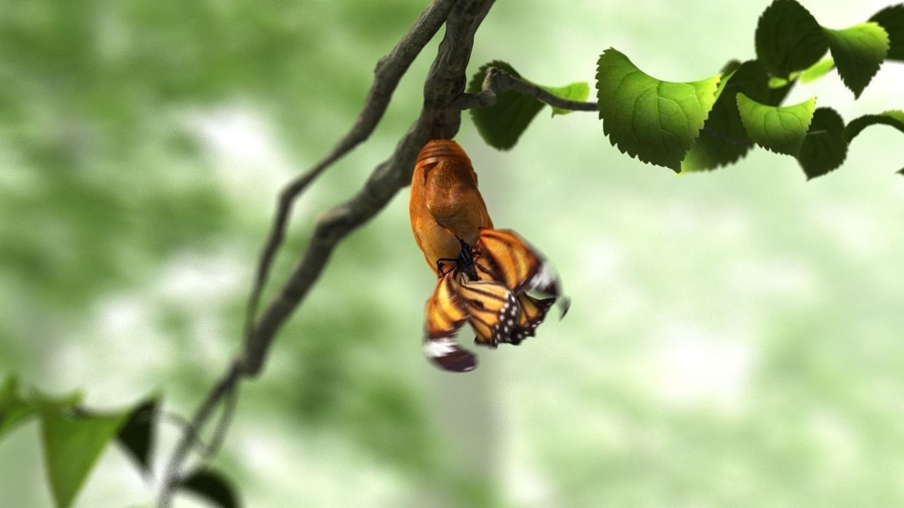 butterfly broken chrysalis 3D model_3