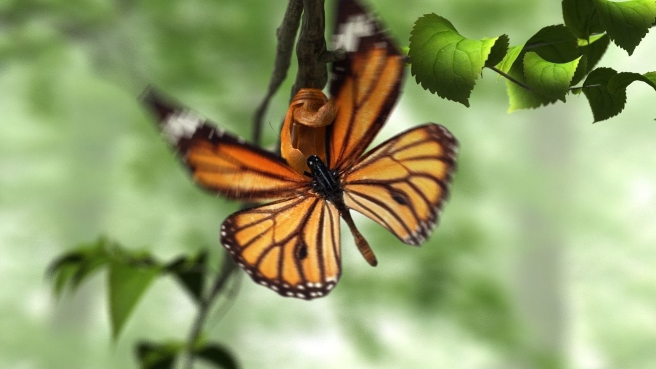 butterfly broken chrysalis 3D model_8