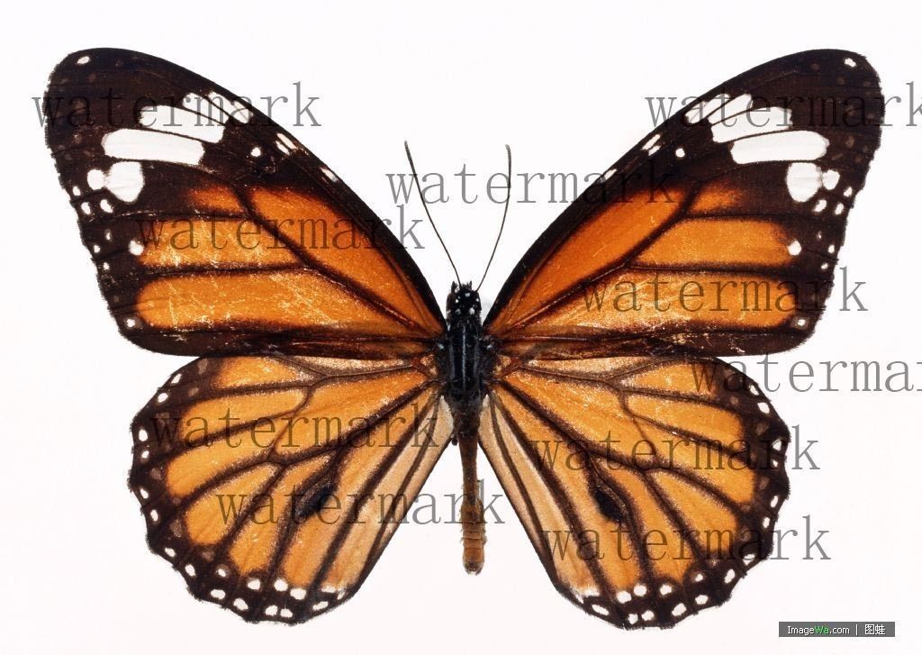 butterfly broken chrysalis 3D model_15