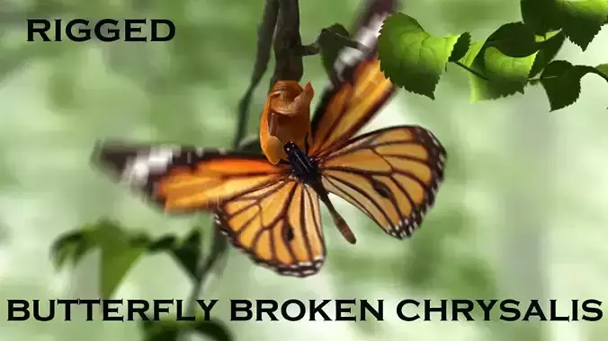 butterfly broken chrysalis 3D model