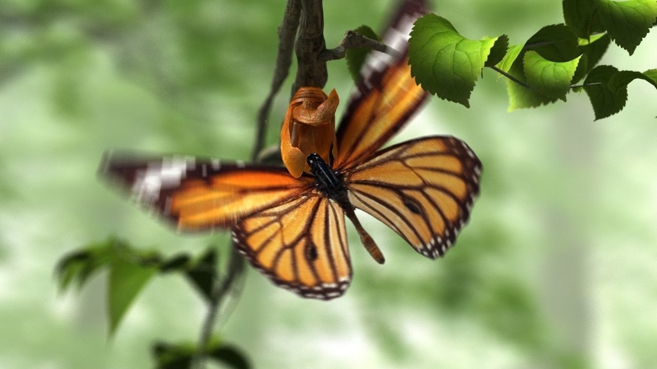 butterfly broken chrysalis 3D model_7