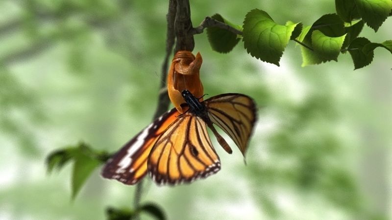 butterfly broken chrysalis 3D model_5
