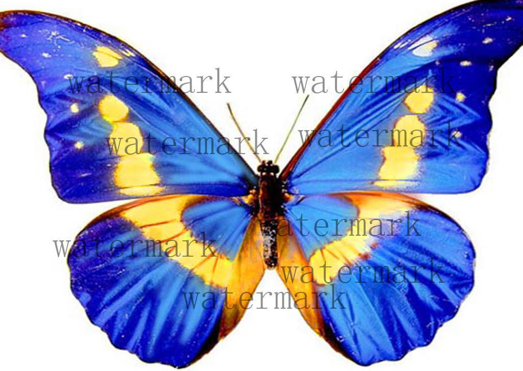butterfly broken chrysalis 3D model_14