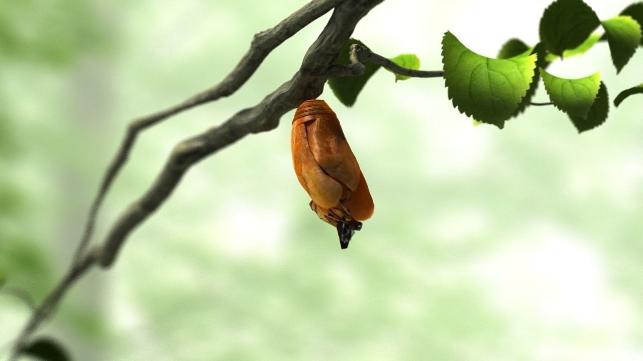 butterfly broken chrysalis 3D model_2