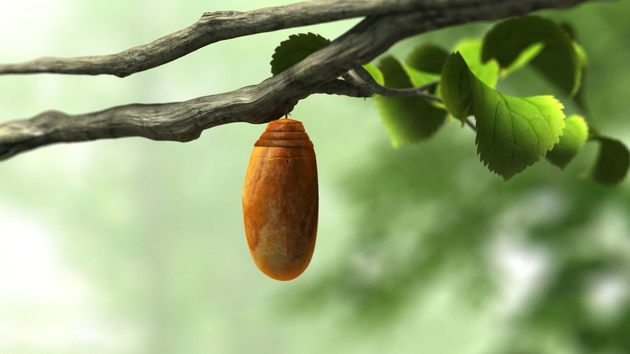 butterfly broken chrysalis 3D model_1