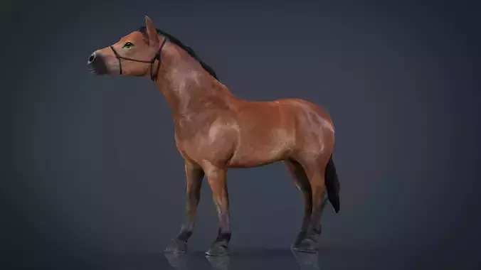 Horse 2