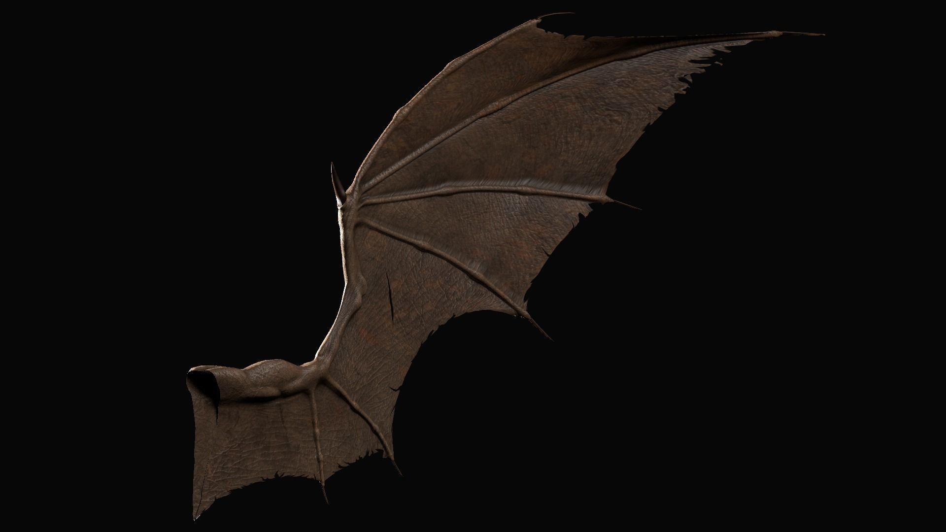Pair of Bat Wings C4D Low-poly 3D model_3