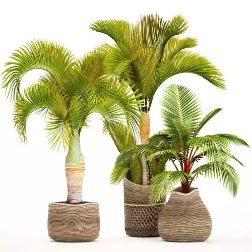 Collection of tropical plants 3D model