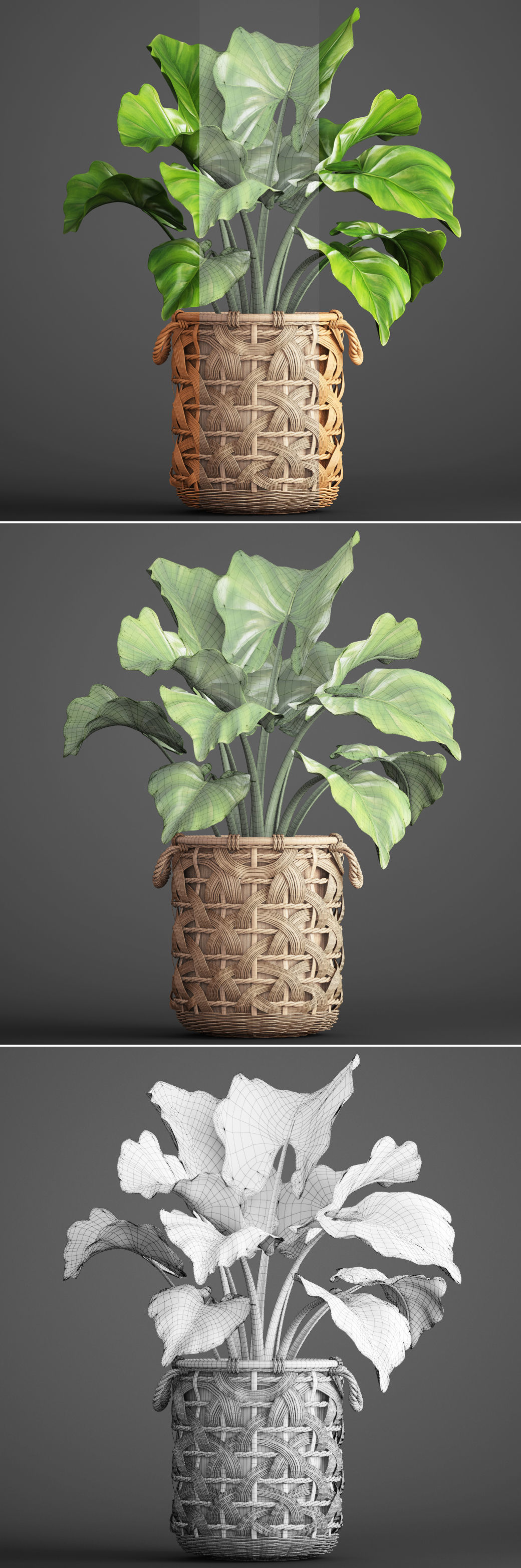 Tropical plant in pot 3D model_7
