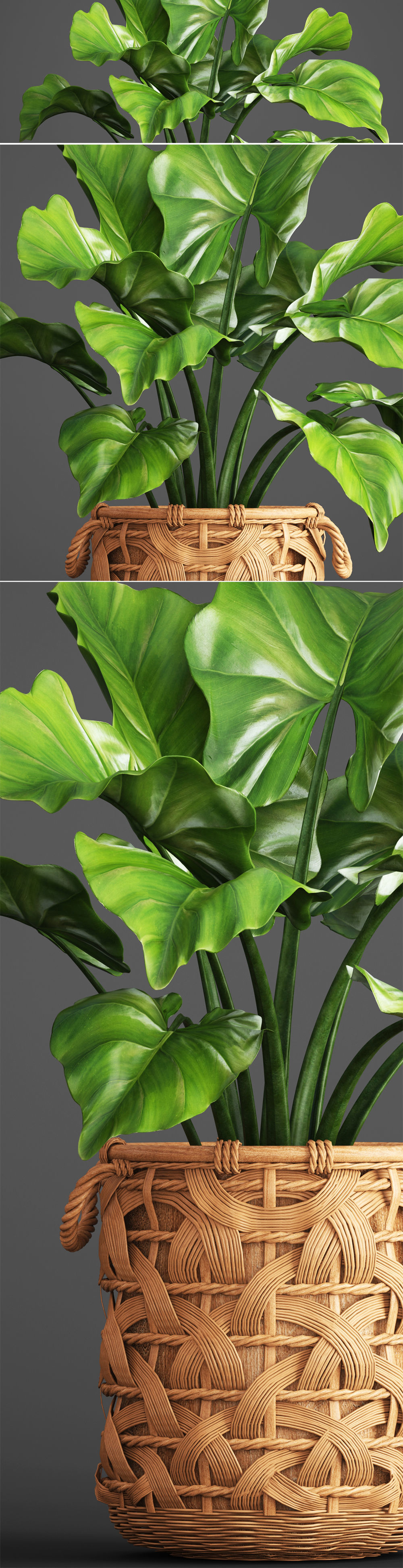 Tropical plant in pot 3D model_8