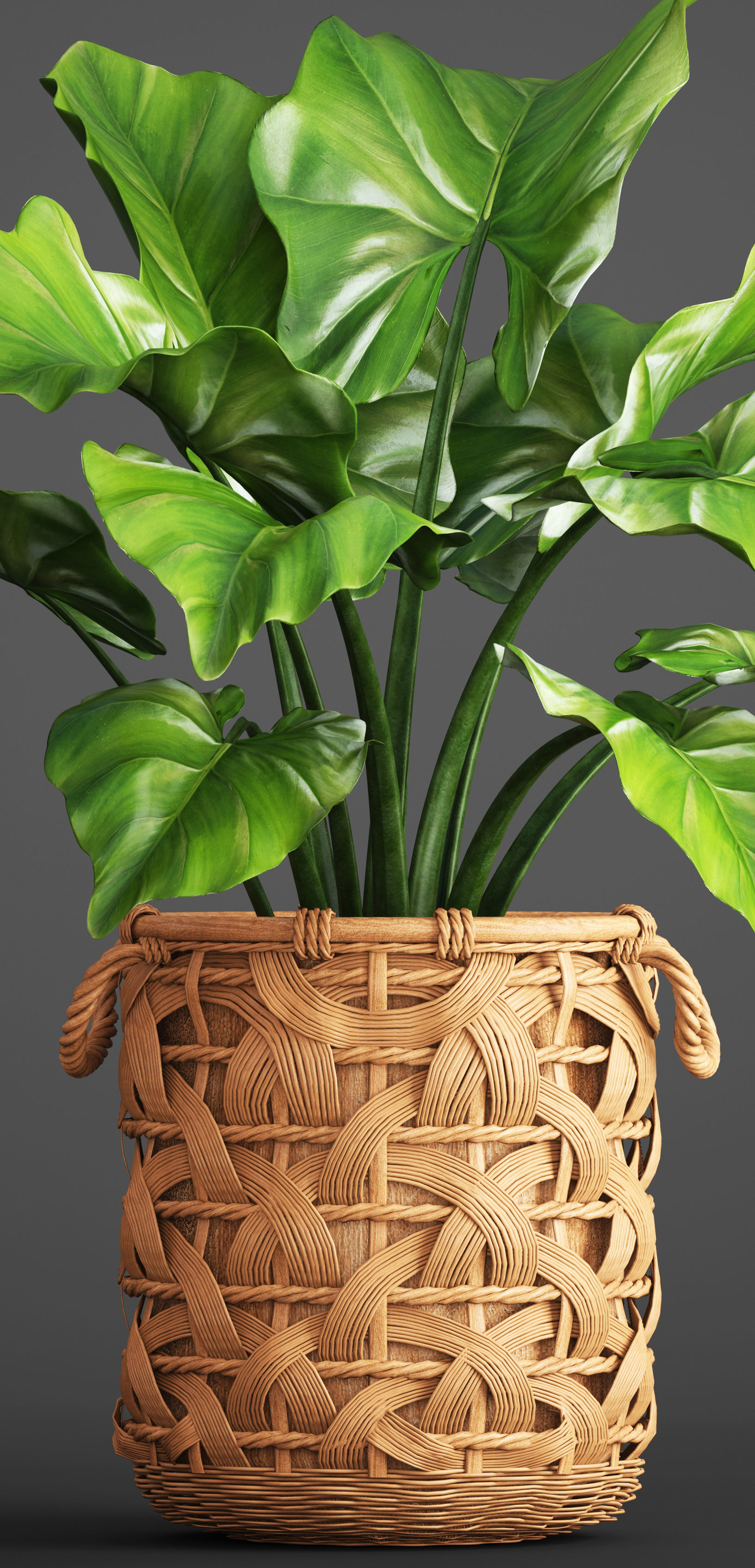 Tropical plant in pot 3D model_6