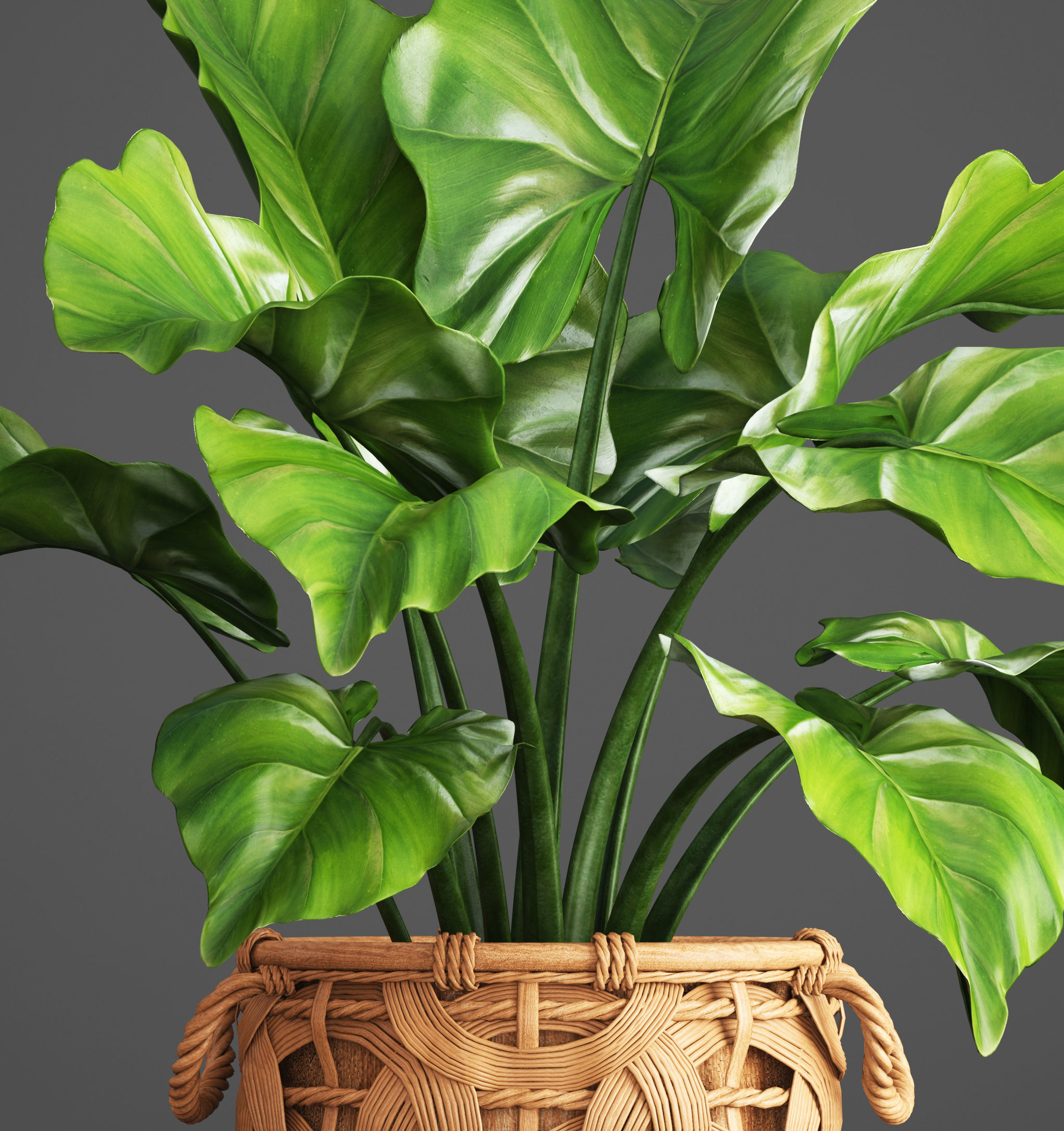 Tropical plant in pot 3D model_3