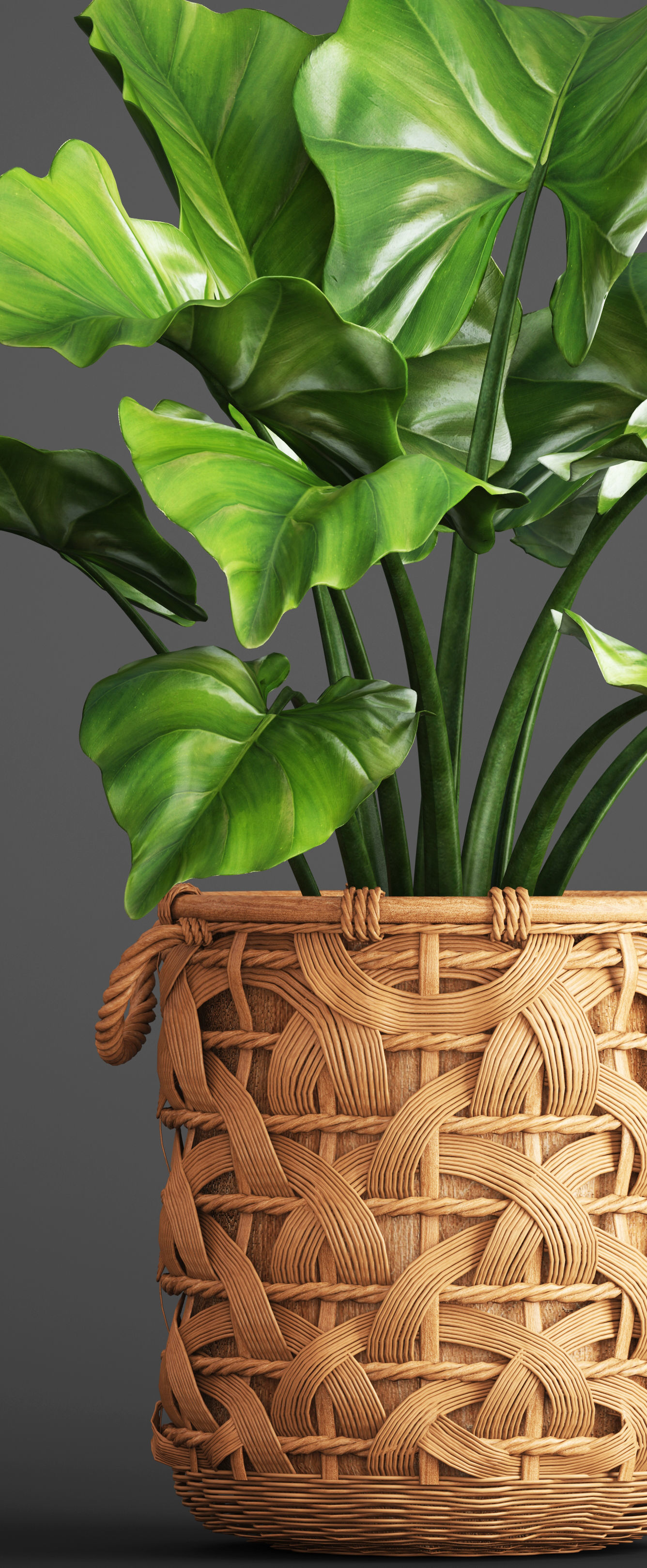 Tropical plant in pot 3D model_9