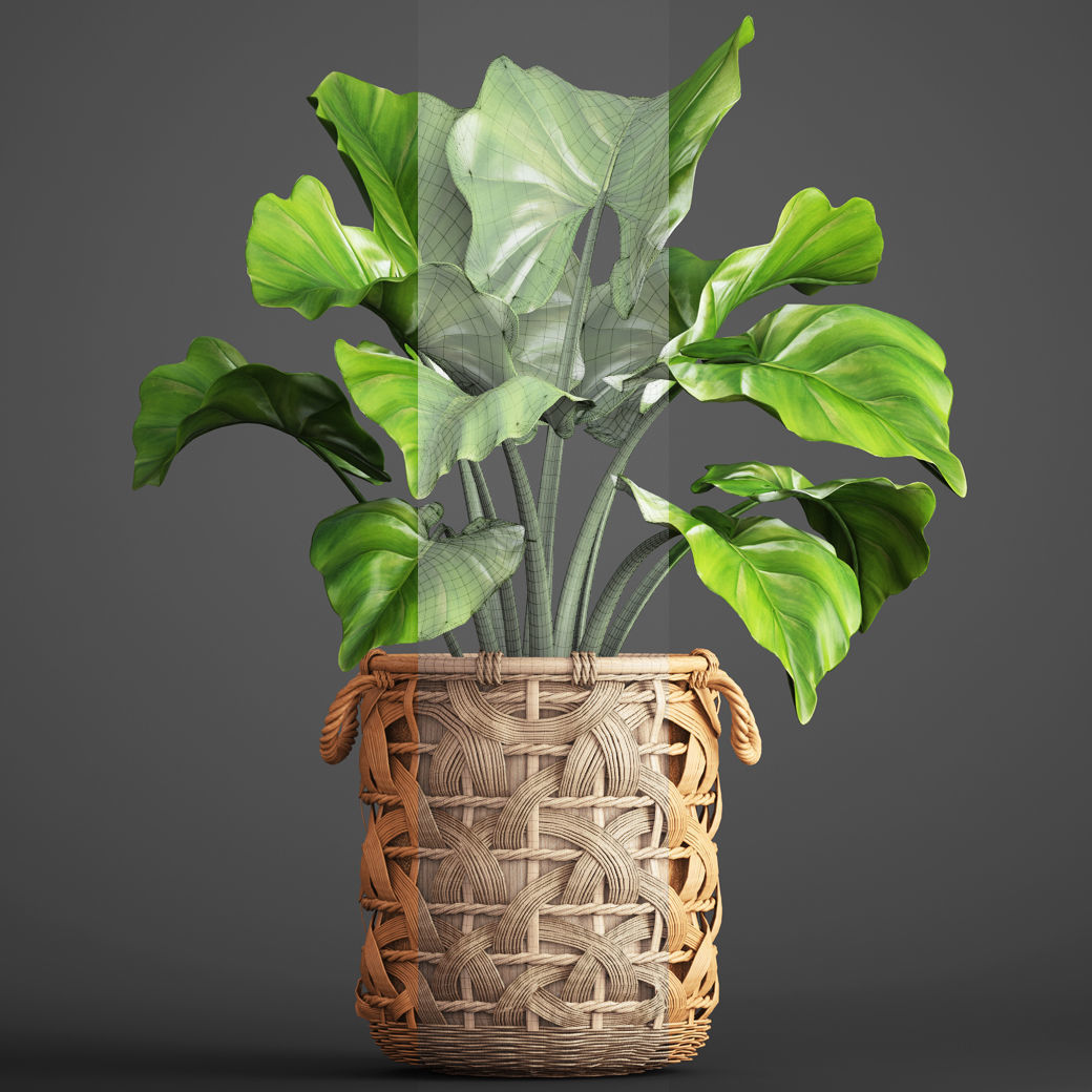 Tropical plant in pot 3D model_2