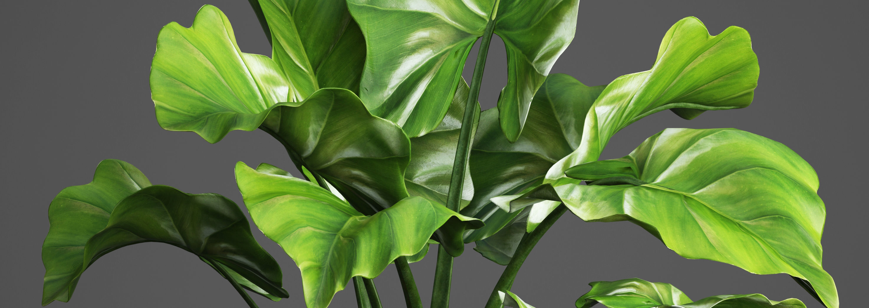 Tropical plant in pot 3D model_1