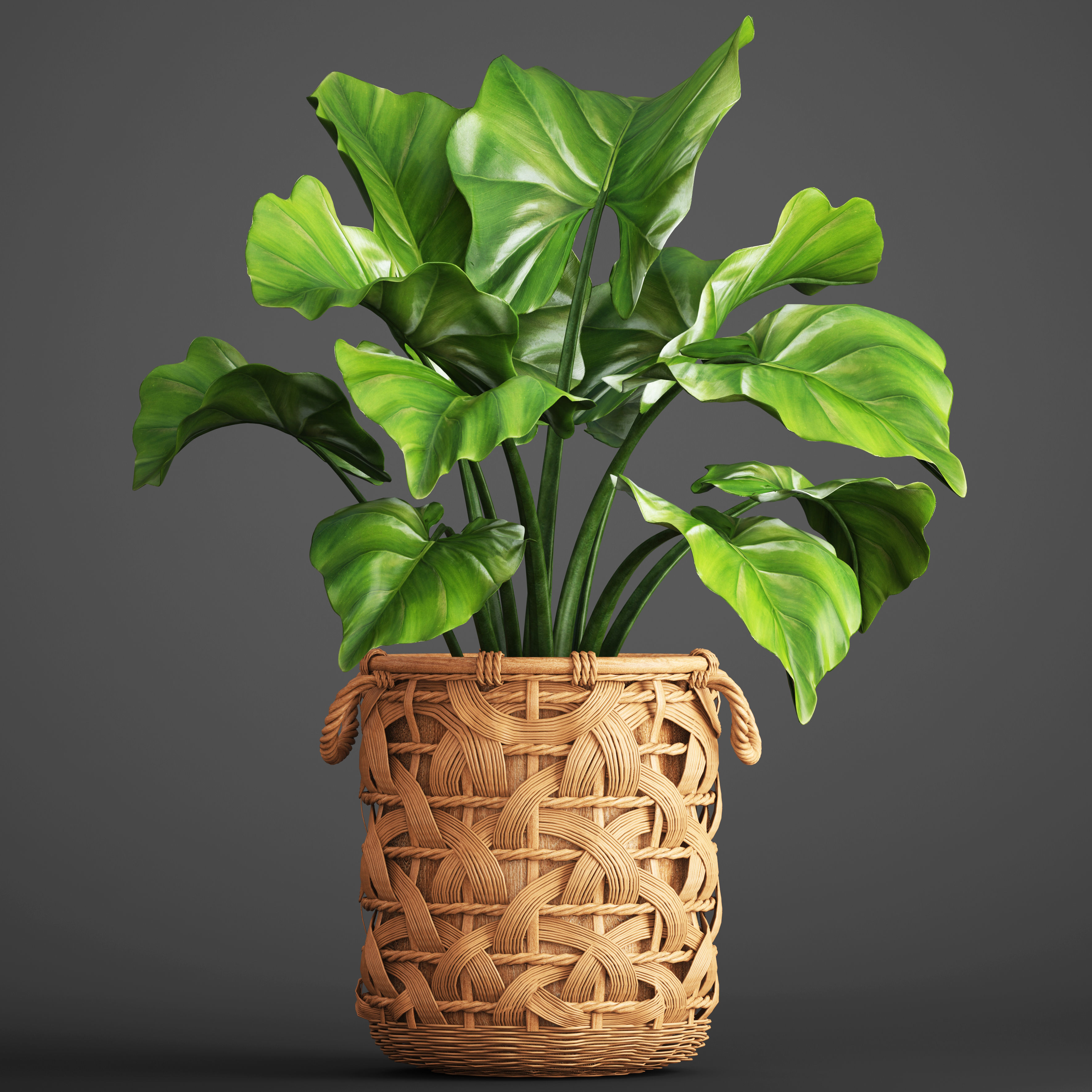 Tropical plant in pot 3D model_10