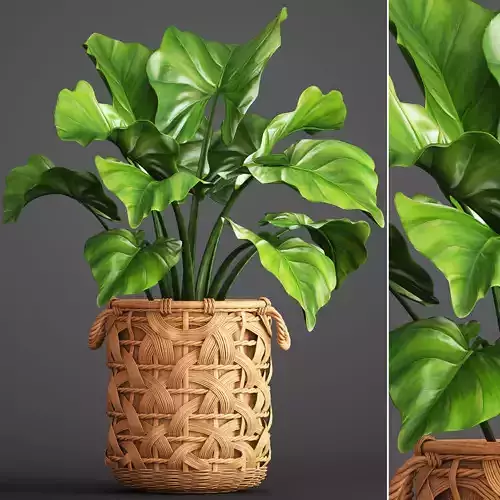 Tropical plant in pot 3D model