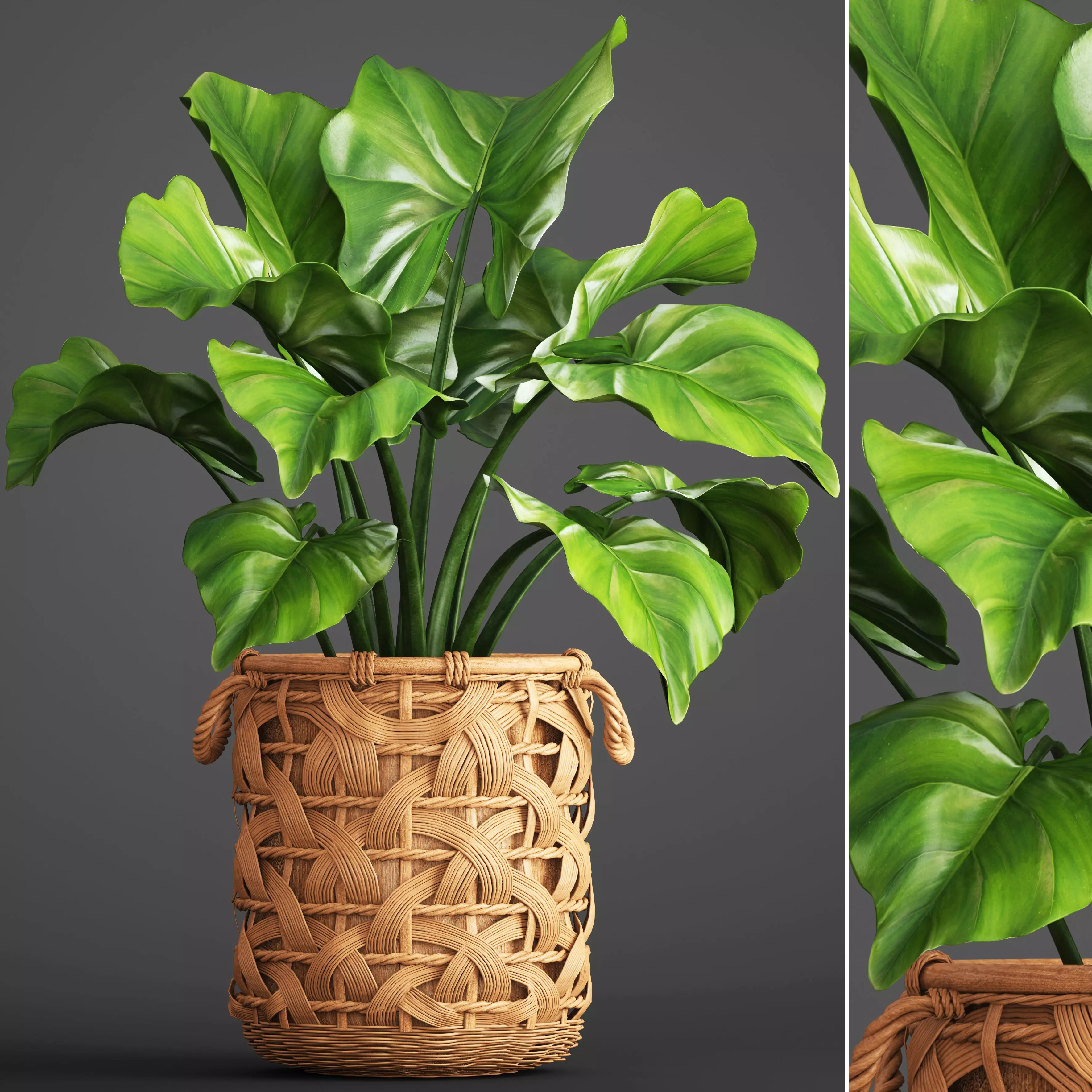Tropical plant in pot 3D model_0