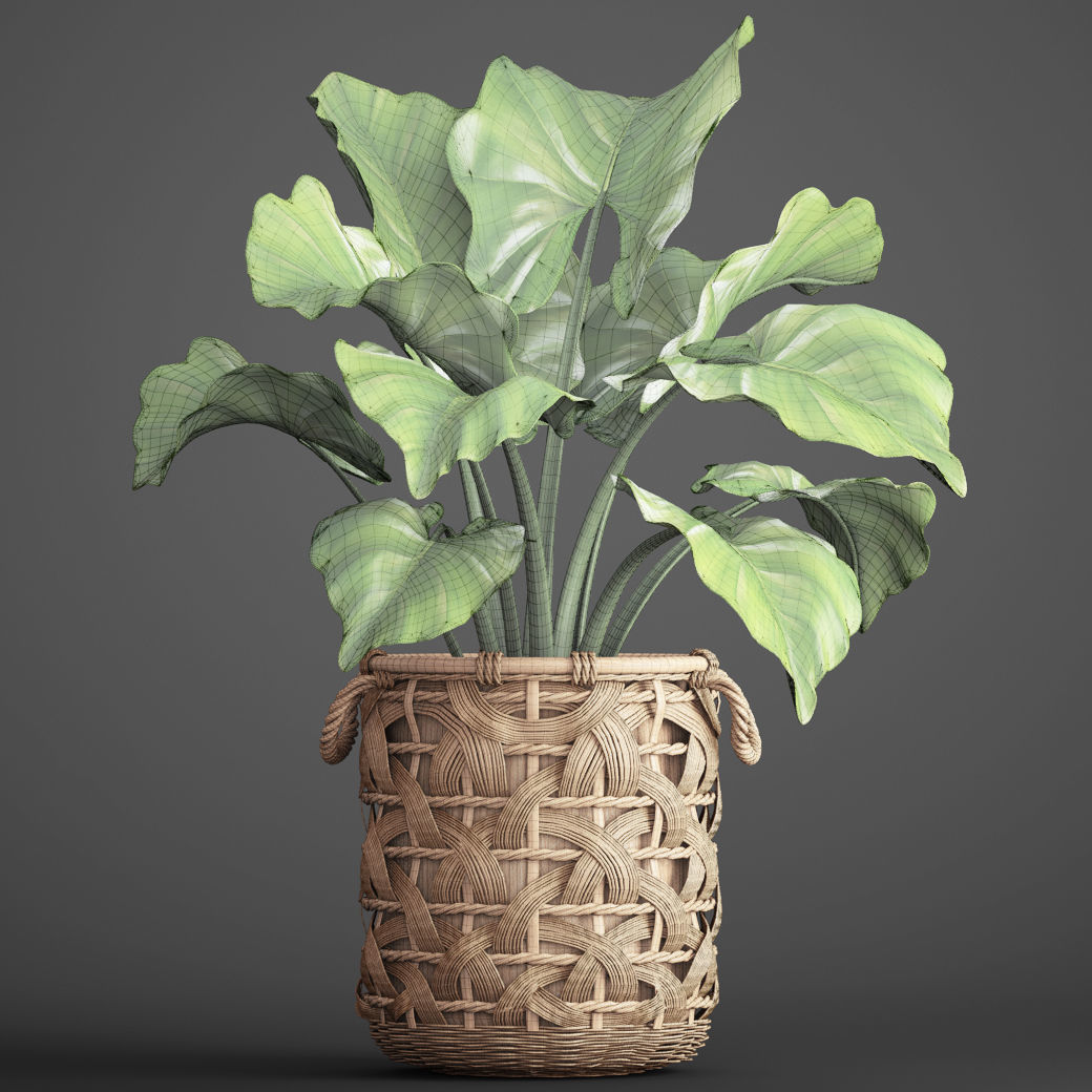 Tropical plant in pot 3D model_4