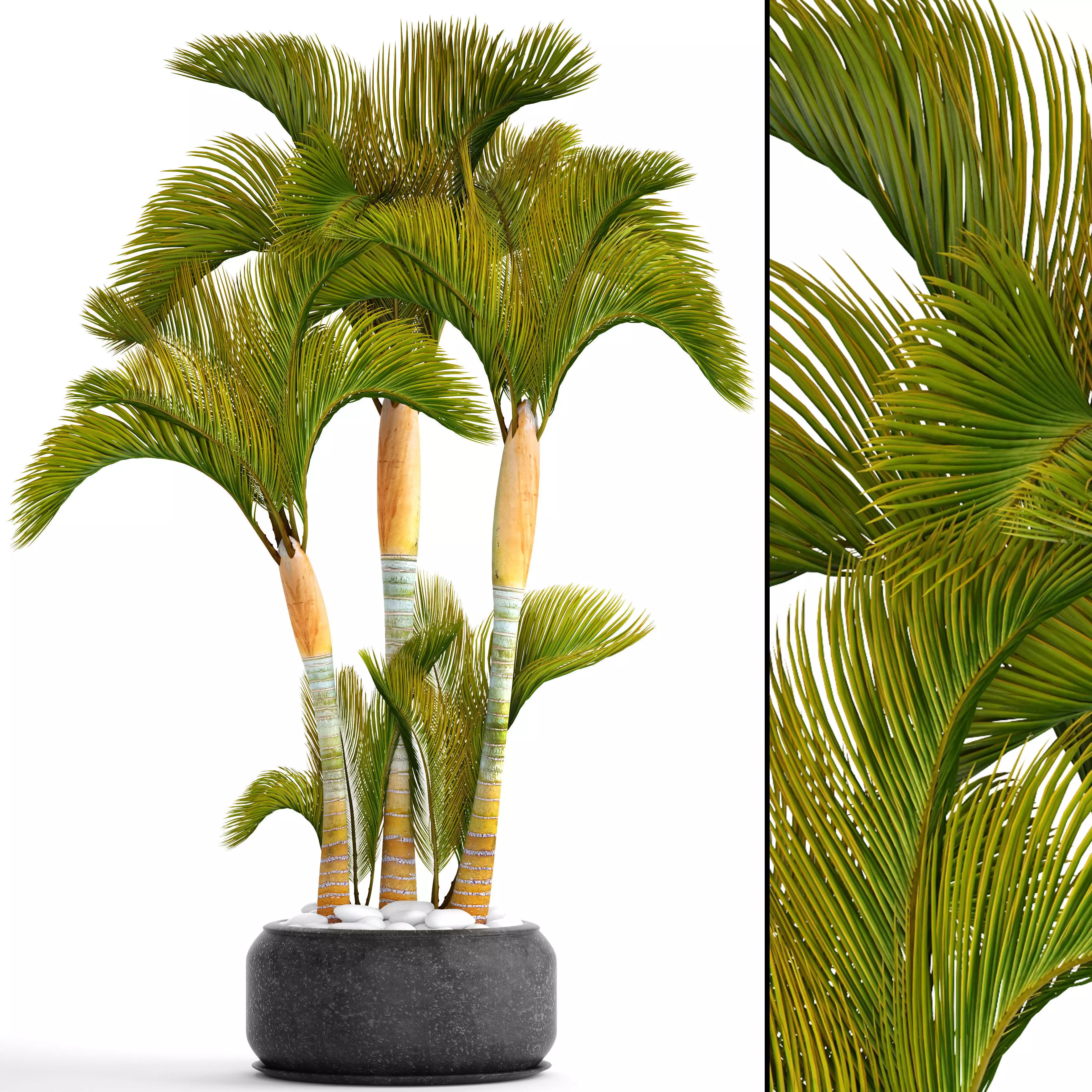 Collection of tropical plants 2 3D model_0
