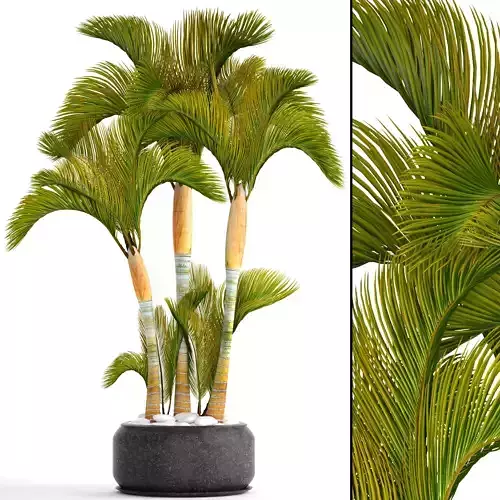 Collection of tropical plants 2 3D model