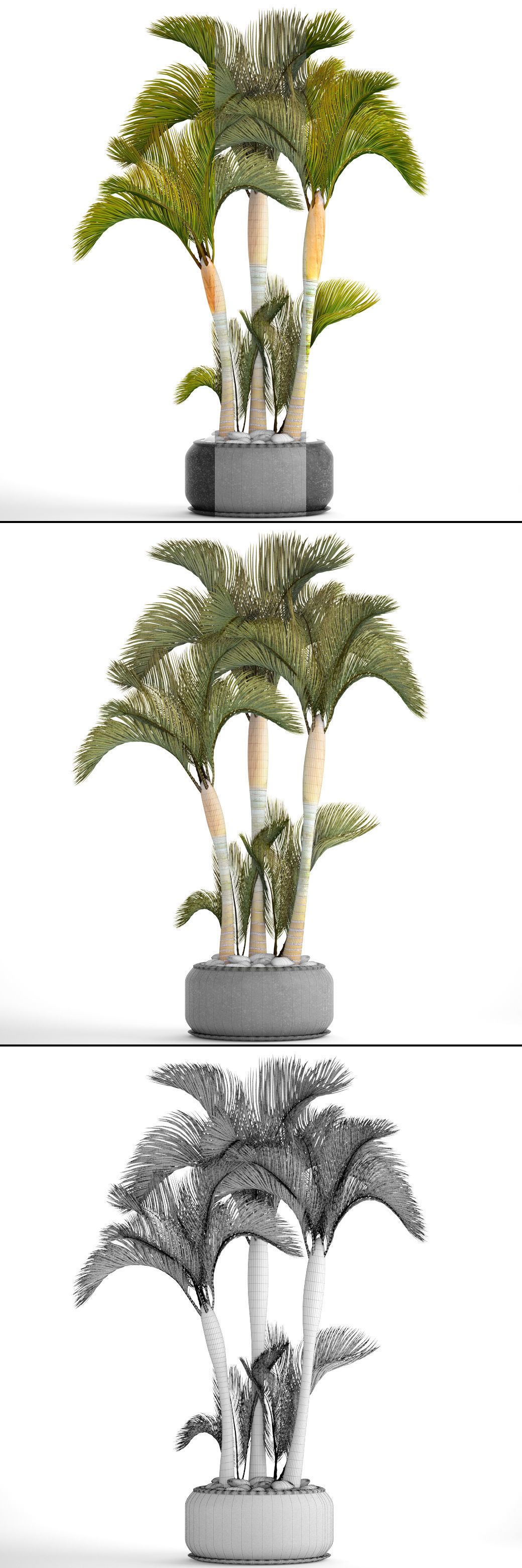 Collection of tropical plants 2 3D model_5