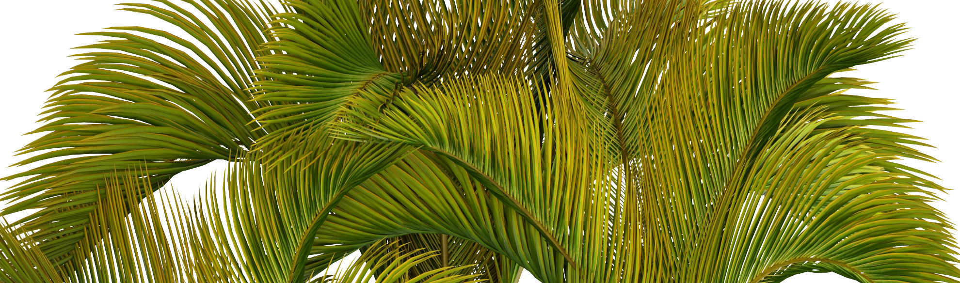 Collection of tropical plants 2 3D model_1