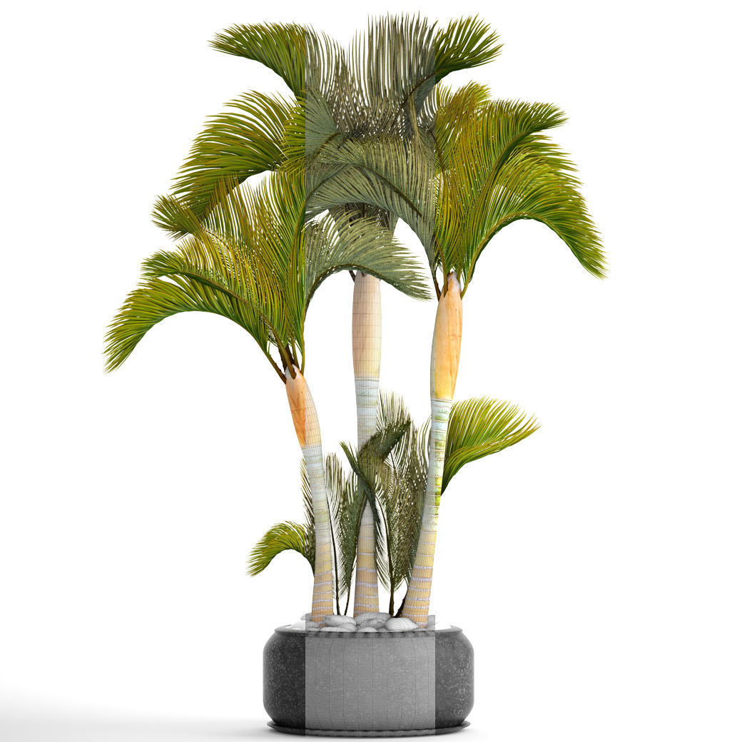 Collection of tropical plants 2 3D model_8