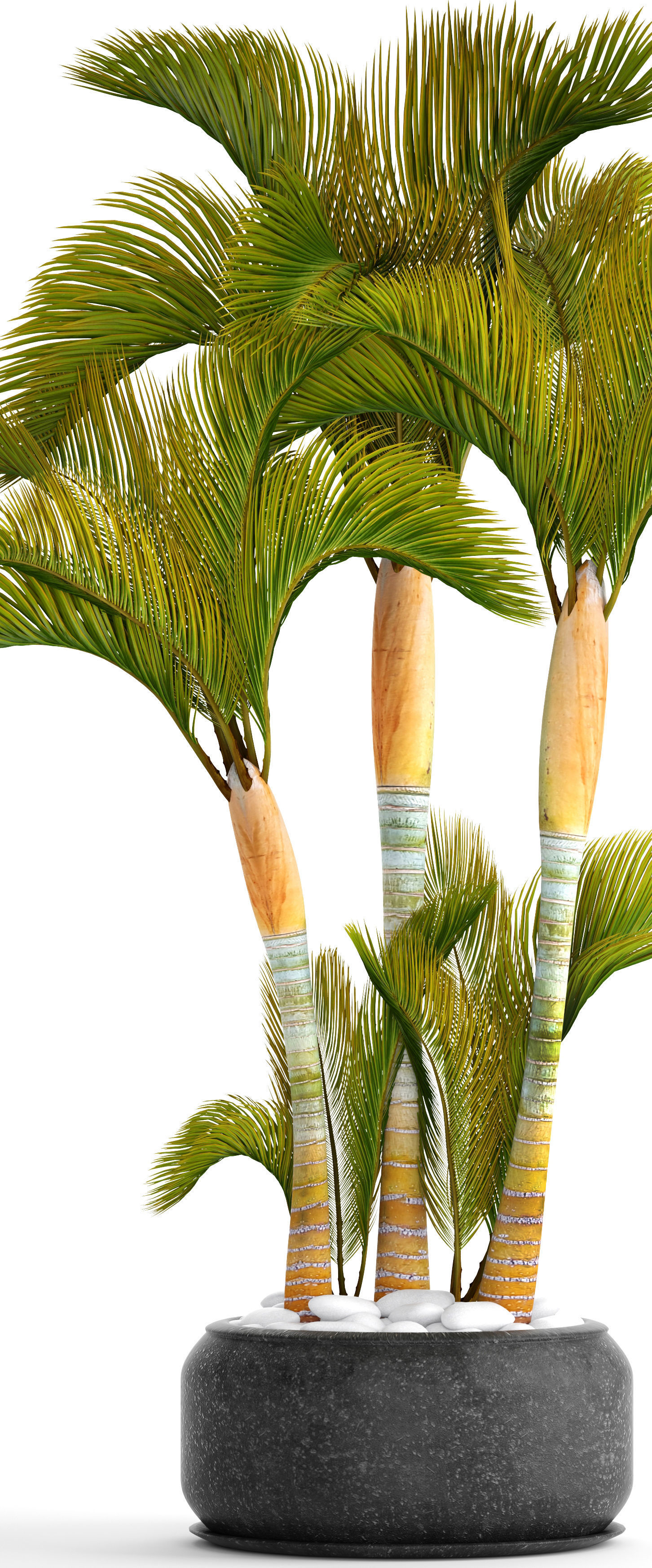 Collection of tropical plants 2 3D model_6