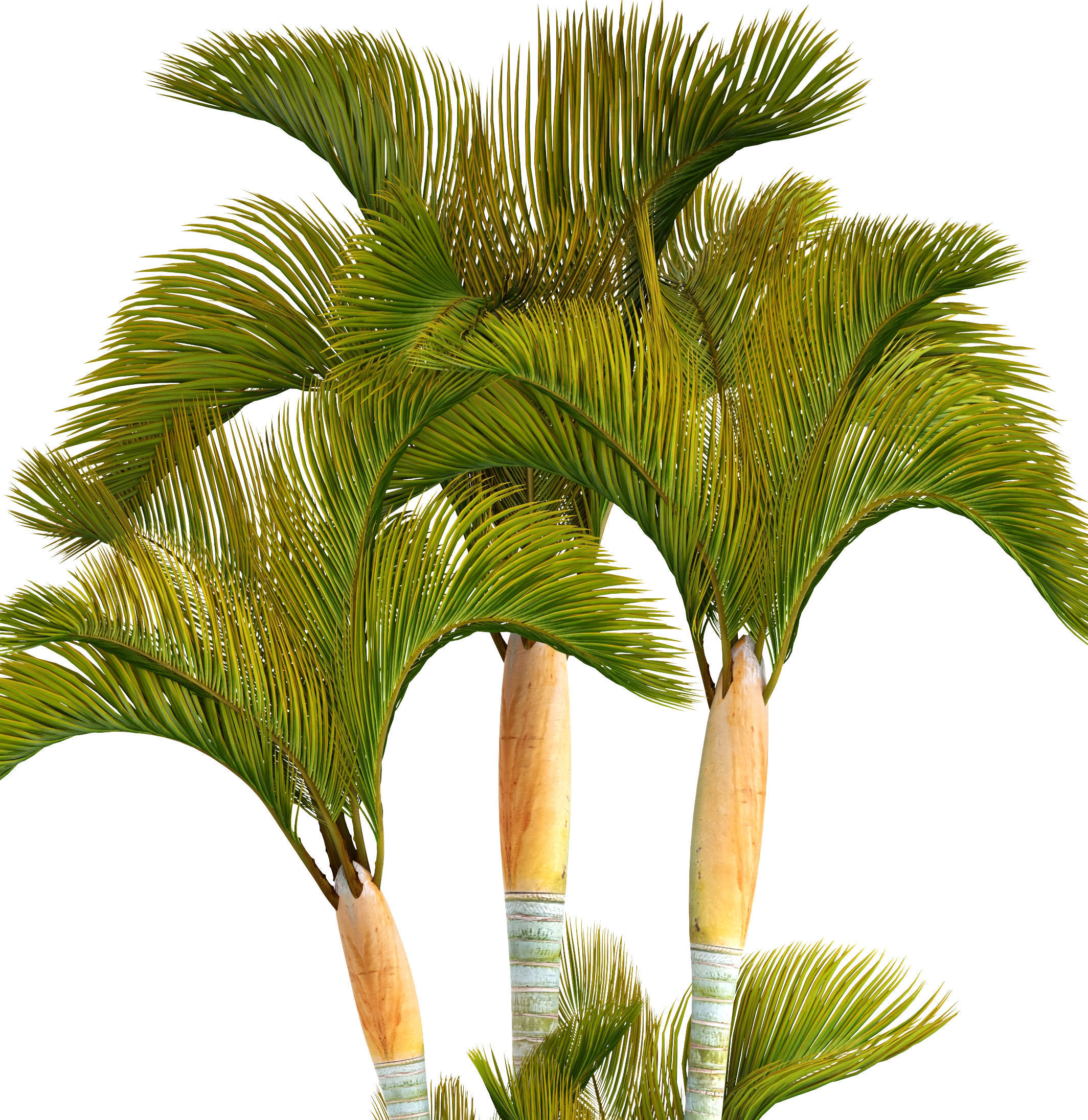 Collection of tropical plants 2 3D model_4