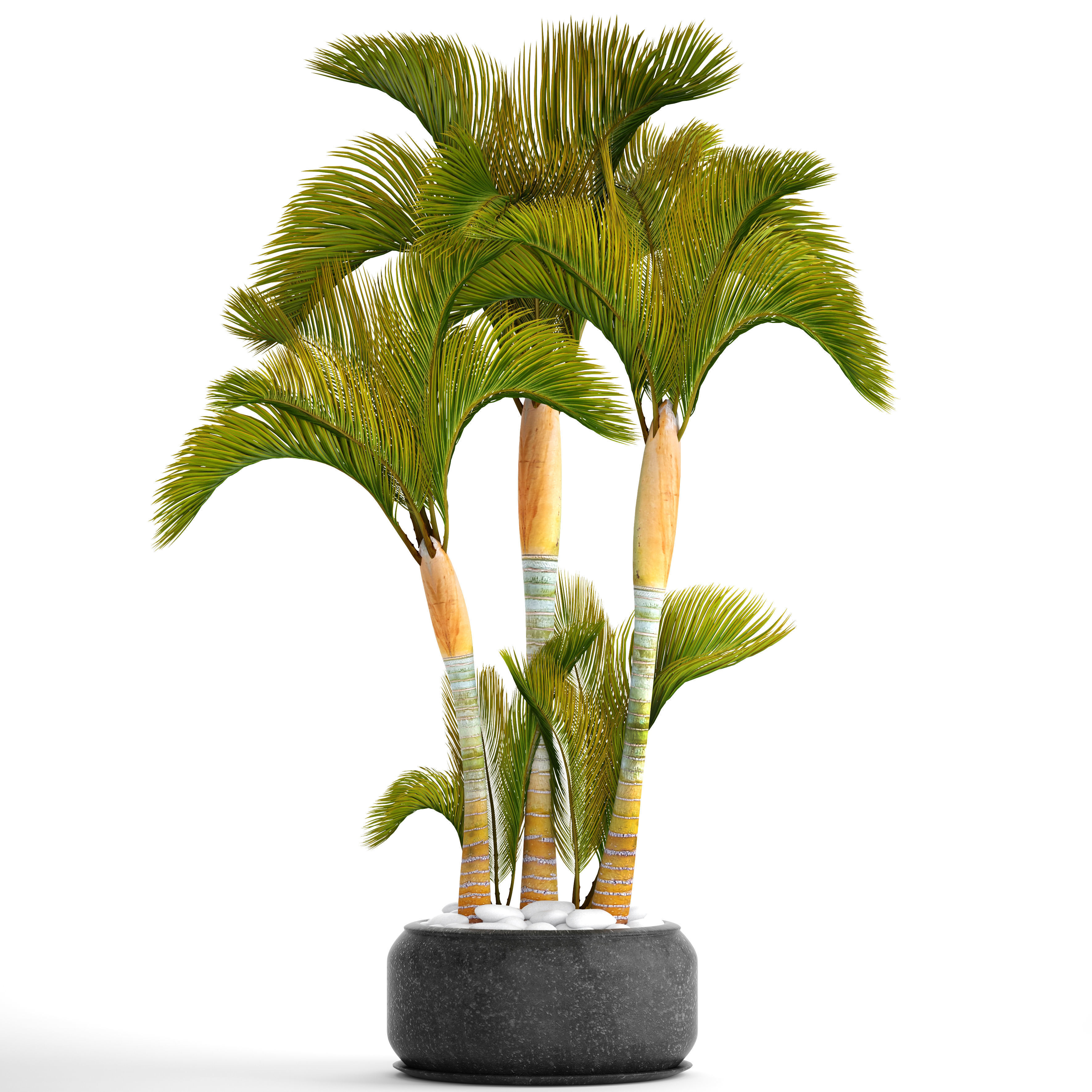 Collection of tropical plants 2 3D model_3
