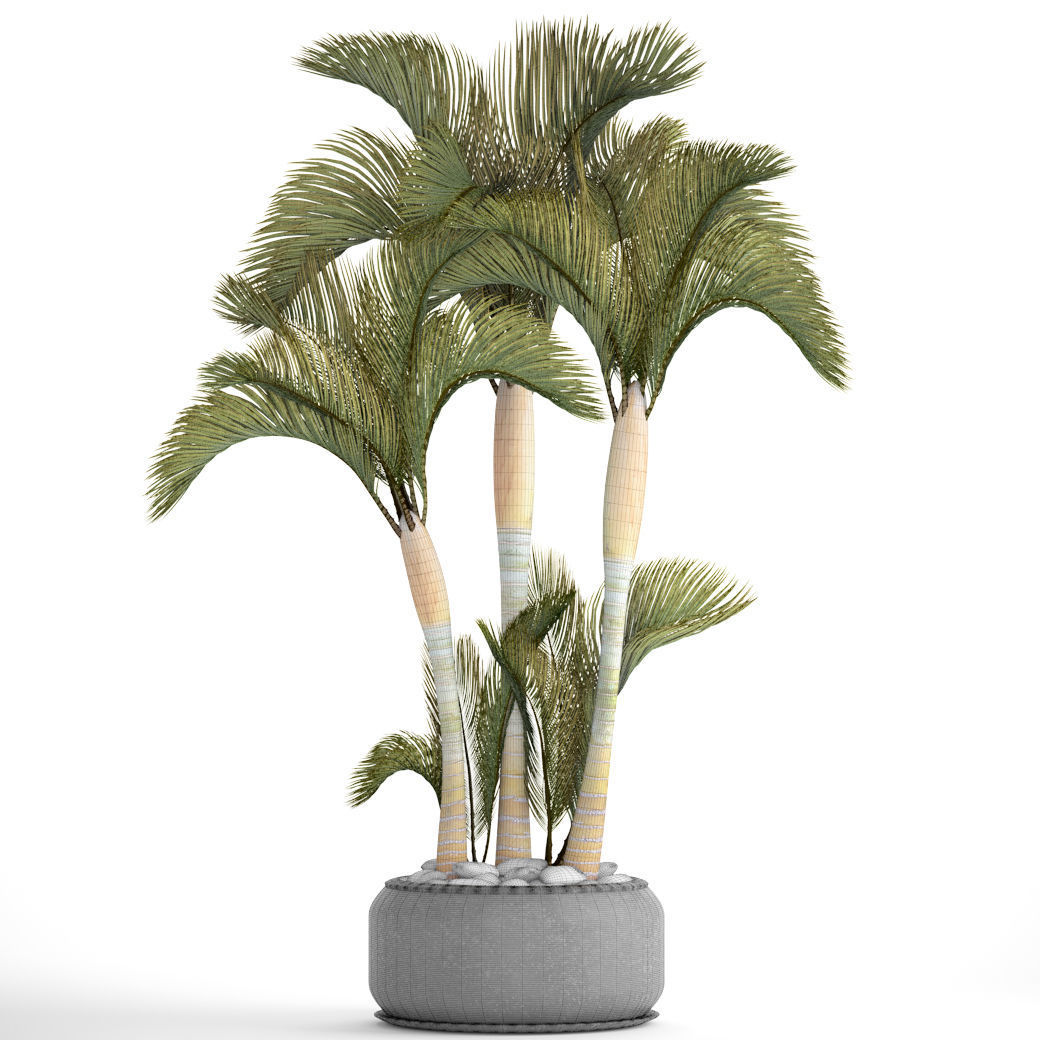 Collection of tropical plants 2 3D model_7