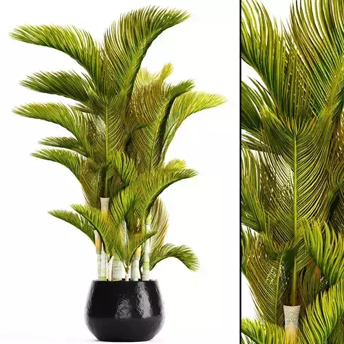 Dypsis lutescens  3D model