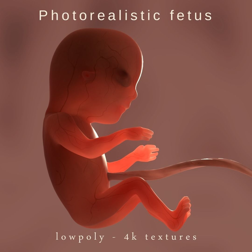 Photorealistic fetus - real translucent Low-poly 3D model