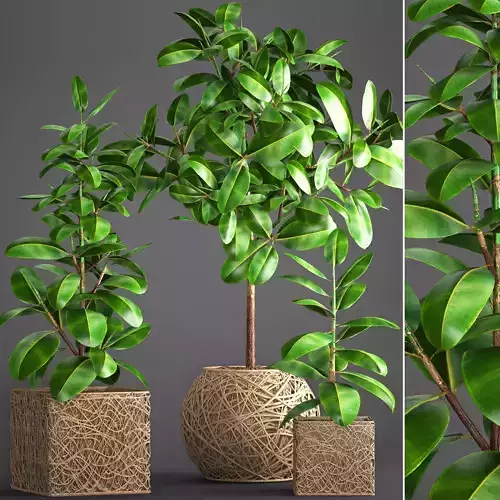 Ficus Robusta tree 3D model