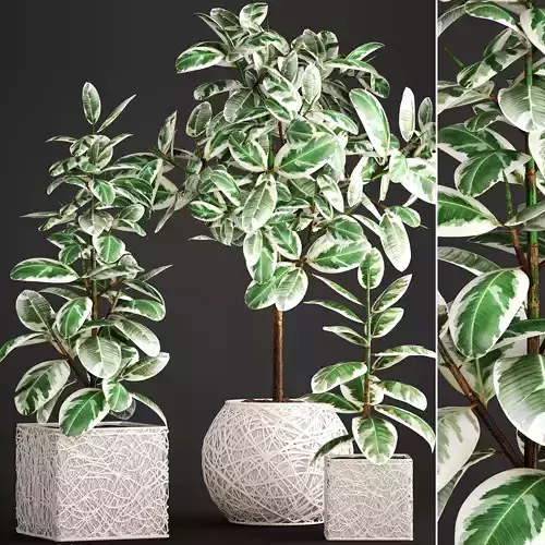 Ficus Robusta tree 3D model