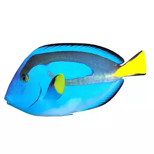 Blue Tang