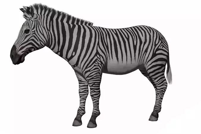African Zebra Low-poly 3D model