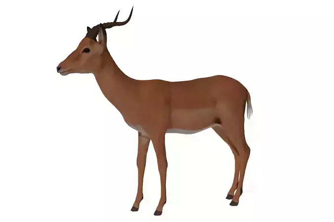 Antelope impala Low-poly 3D model